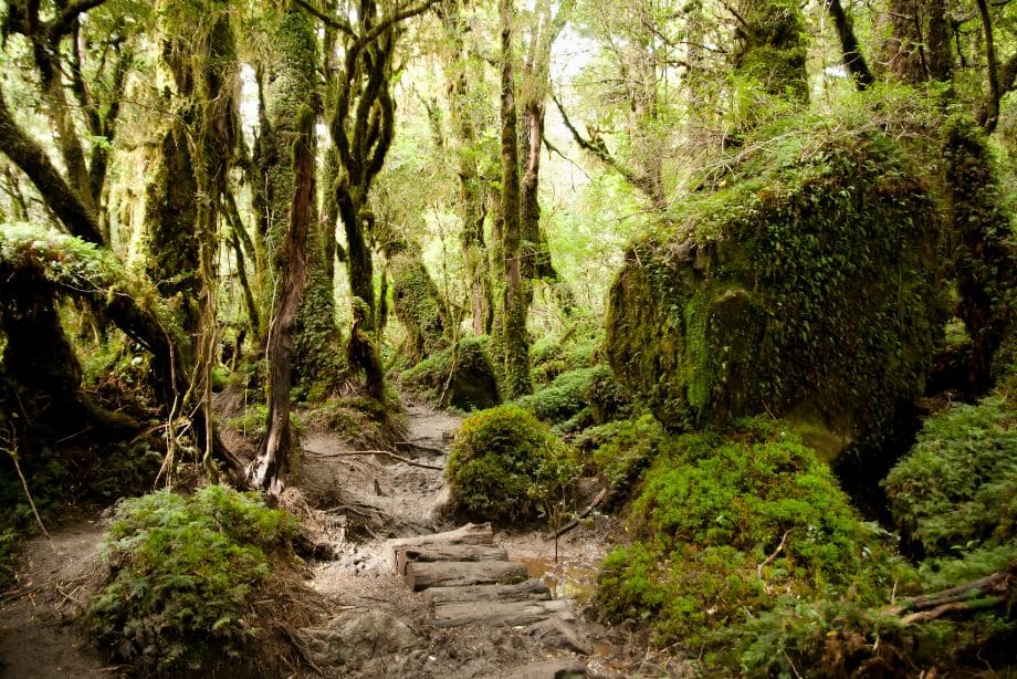 L’incroyable histoire de l’homme qui a vécu 27 ans en secret dans une forêt !