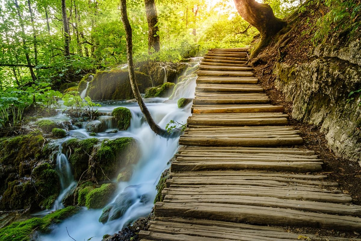 Ce joyau naturel est la plus grande forêt française