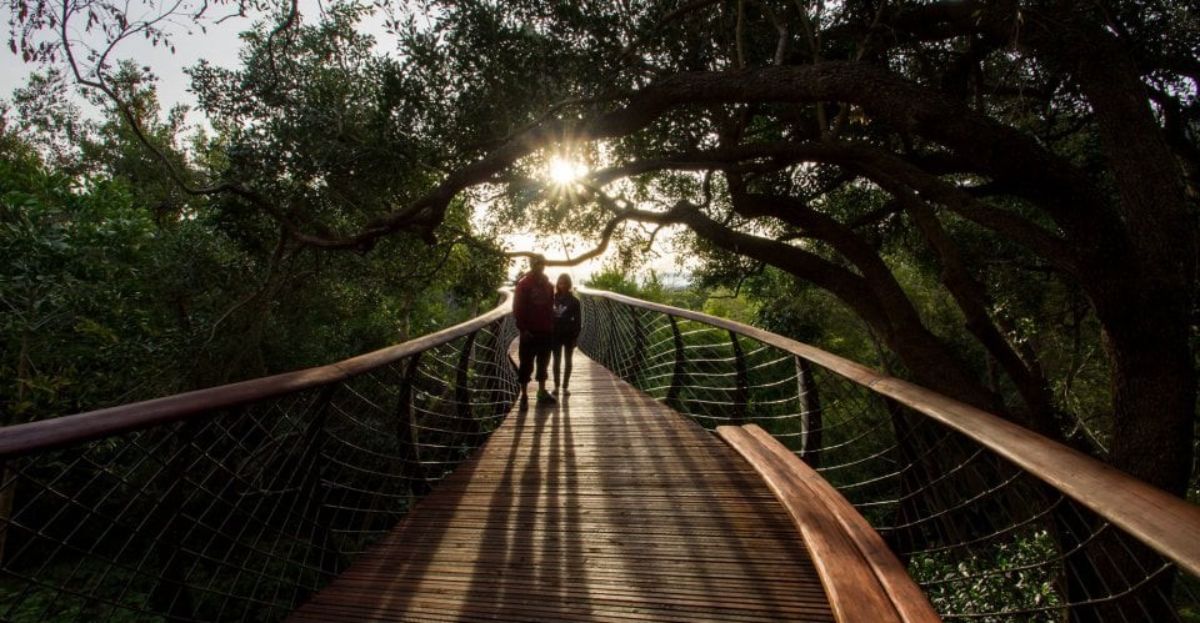 Au Cap, une passerelle unique au monde vous fait marcher au-dessus des arbres