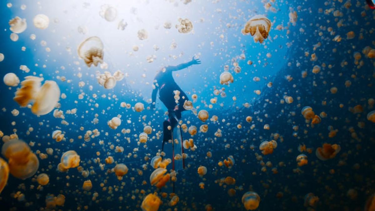 Carte 2025 : ces plages françaises déjà envahies par des méduses, voici celles qu’il vaut mieux éviter