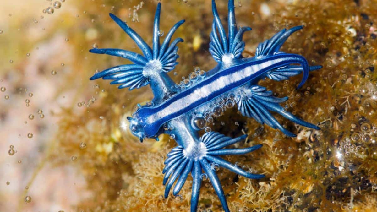Mais c’est quoi ce mystérieux dragon bleu qui oblige à fermer plusieurs plages