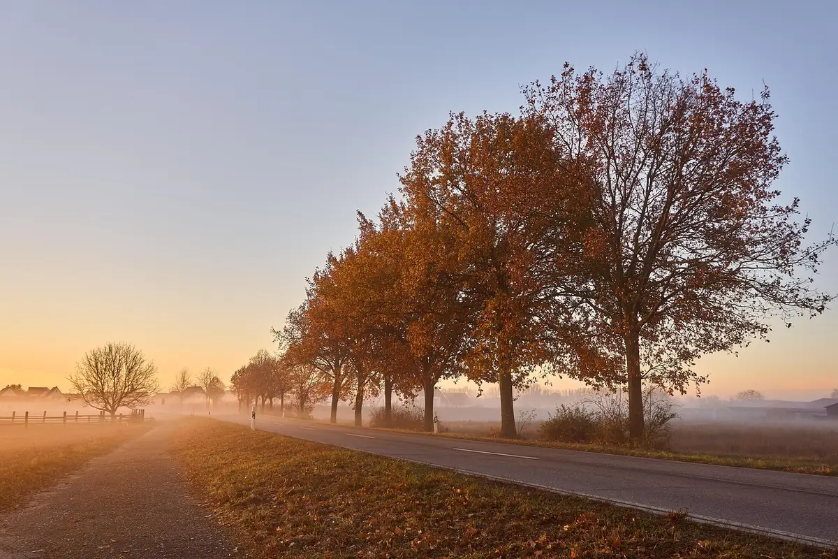 Plantation d'arbres le long d'une rue en remplacement de places de stationnement