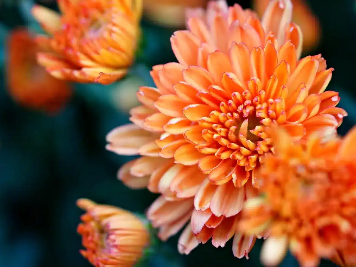 Ancienne culture de chrysanthèmes en Chine montrant différentes variétés